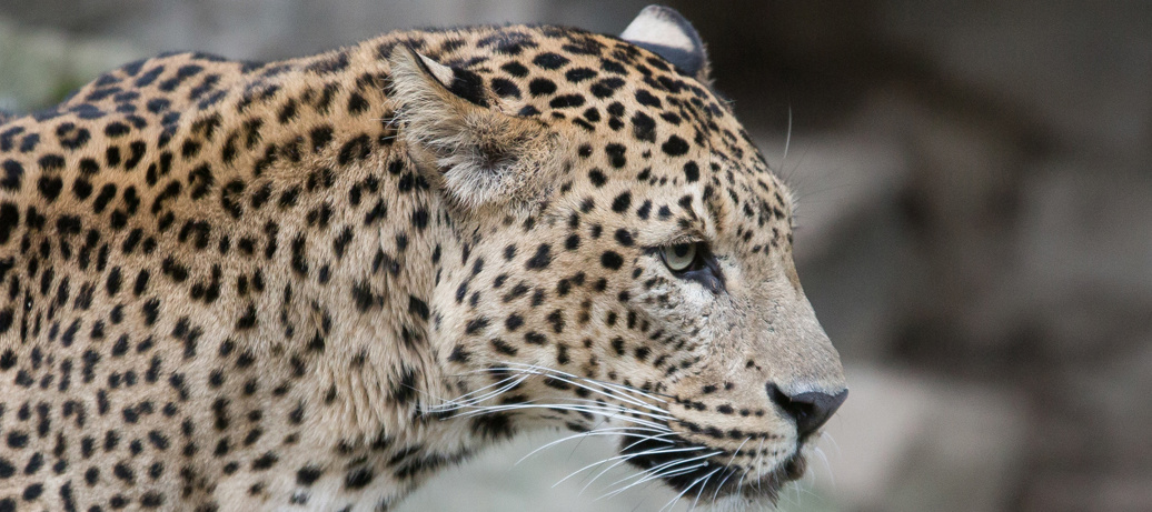 Bedankt voor uw donatie aan Burgers' Zoo