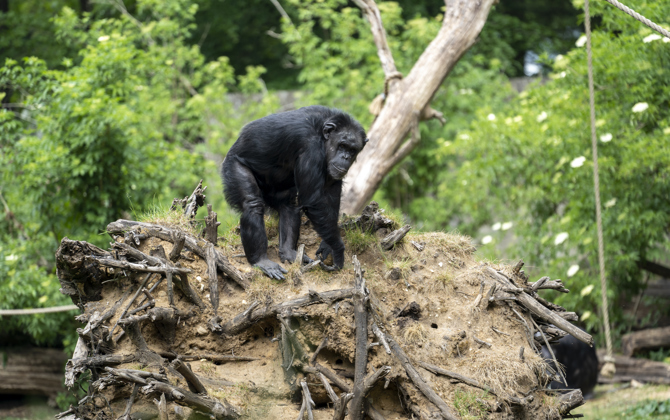 Dreigt er gevaar bij de chimpansees?