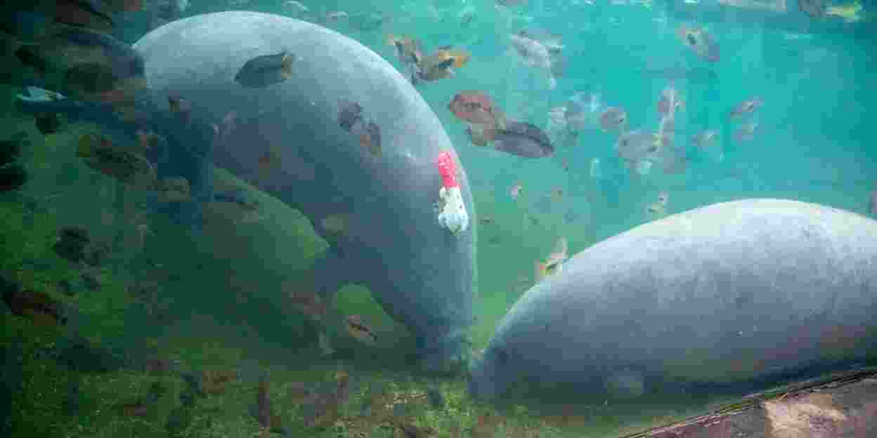 Arnhemse zeekoeien faciliteren zeegrasonderzoek