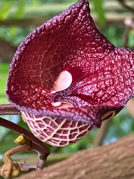 De Darth Vader Plant in Burgers’ Bush