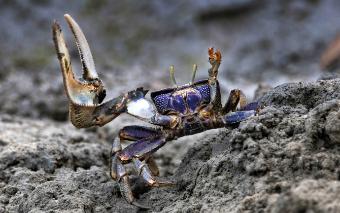 Wenkkrabbenonderzoek