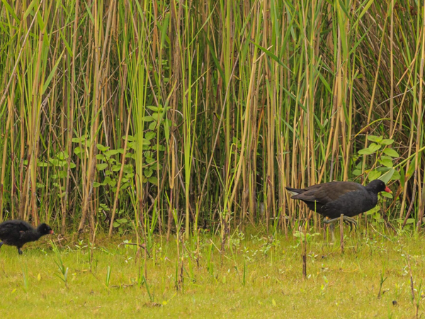 43111fcc-4d0e-4651-a189-8d6fc2424466