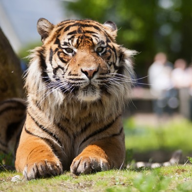 Bedreiging en bescherming