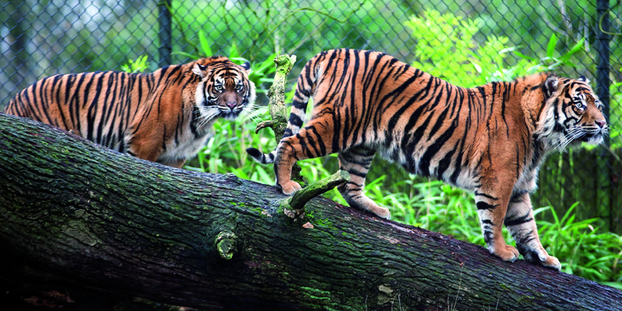 De Sumatraanse tijger – een echte winnaar?