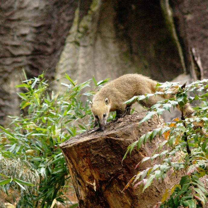 Eindelijk weer beren