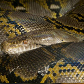 Netpython