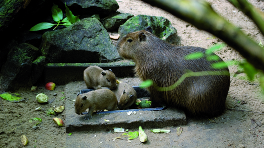 Niet drie kleine biggetjes, maar waterzwijntjes (niet meer in Burgers' Zoo)