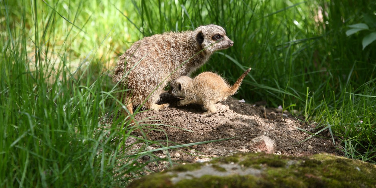 Kroost bij de stokstaartjes