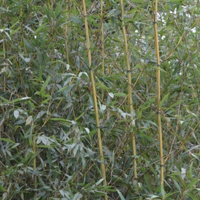 Gewone bamboe