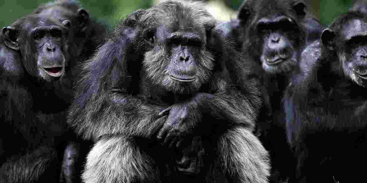 Vertrek: drietal chimpansees onlangs verhuisd
