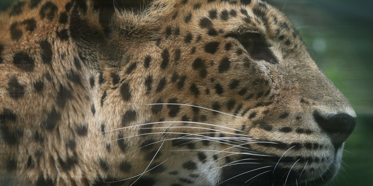 Een nieuwe panter?