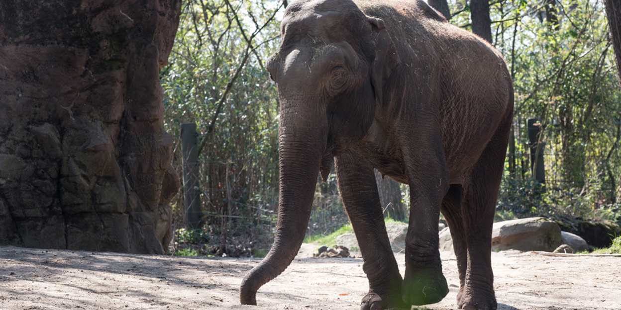 We nemen helaas afscheid van olifant Rekka