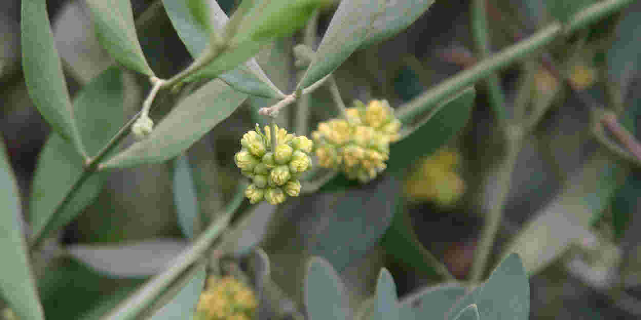 Jojoba