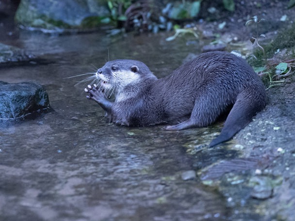 Het jaar van de otter