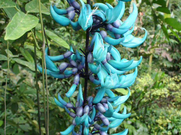 Bijzondere aanpassing aan de leefomgeving