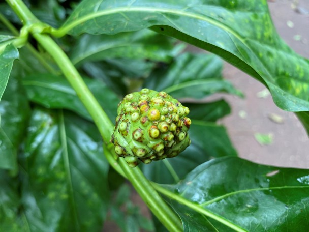 De Noni in Burgers’ Bush