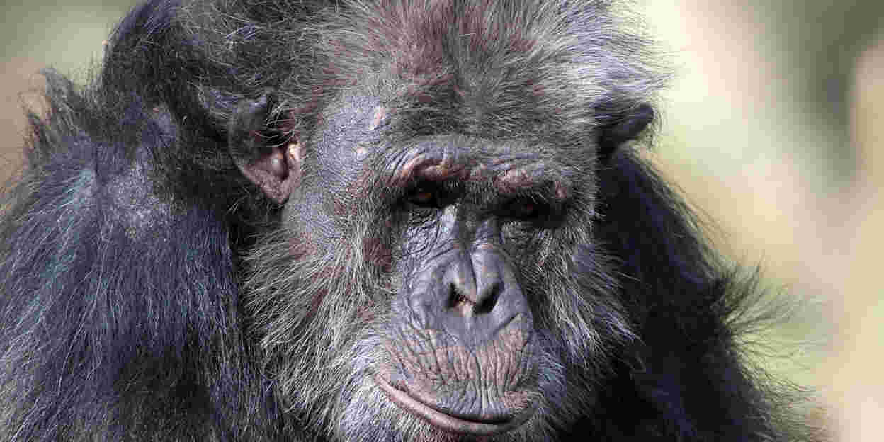 Dieren en het coronavirus 
