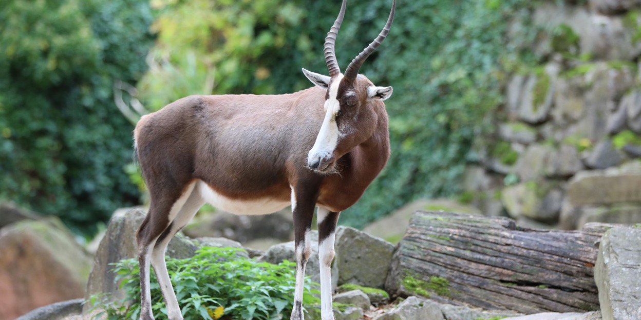 Bok met een bles