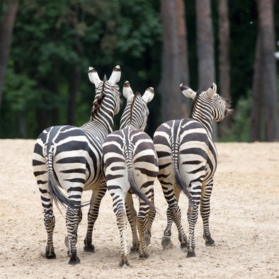 Bedreiging en bescherming