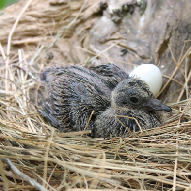 Over de voortplanting