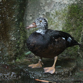 Witvleugelboseend