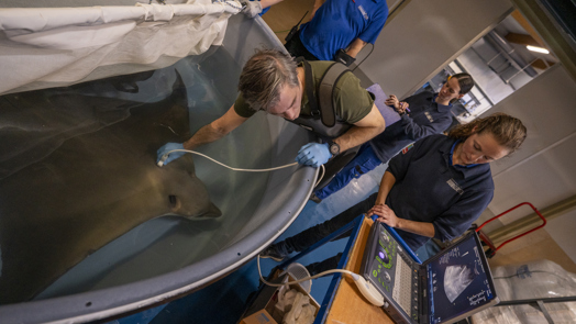 Enorme adelaarsrog krijgt echo en anticonceptie