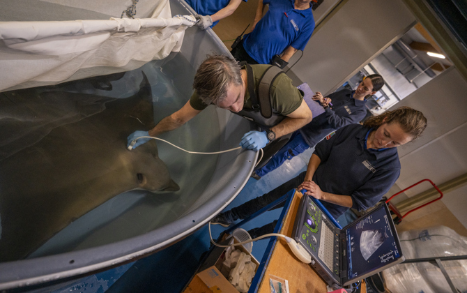 Enorme adelaarsrog krijgt echo en anticonceptie