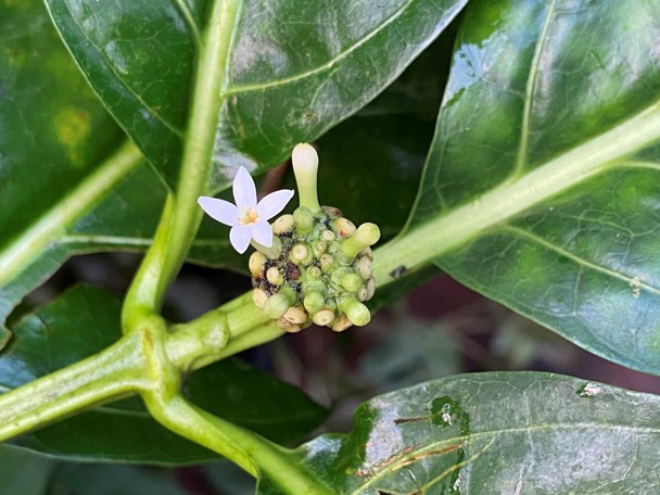 Bijzondere aanpassing aan de leefomgeving