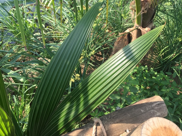 Gebruik door de mens