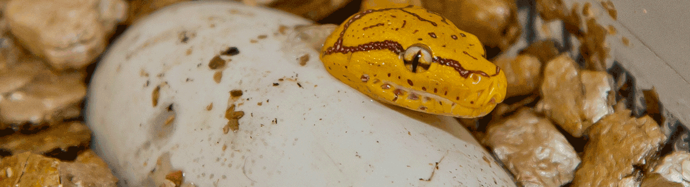 Groene boompython is geel | Burgers' Zoo in Arnhem