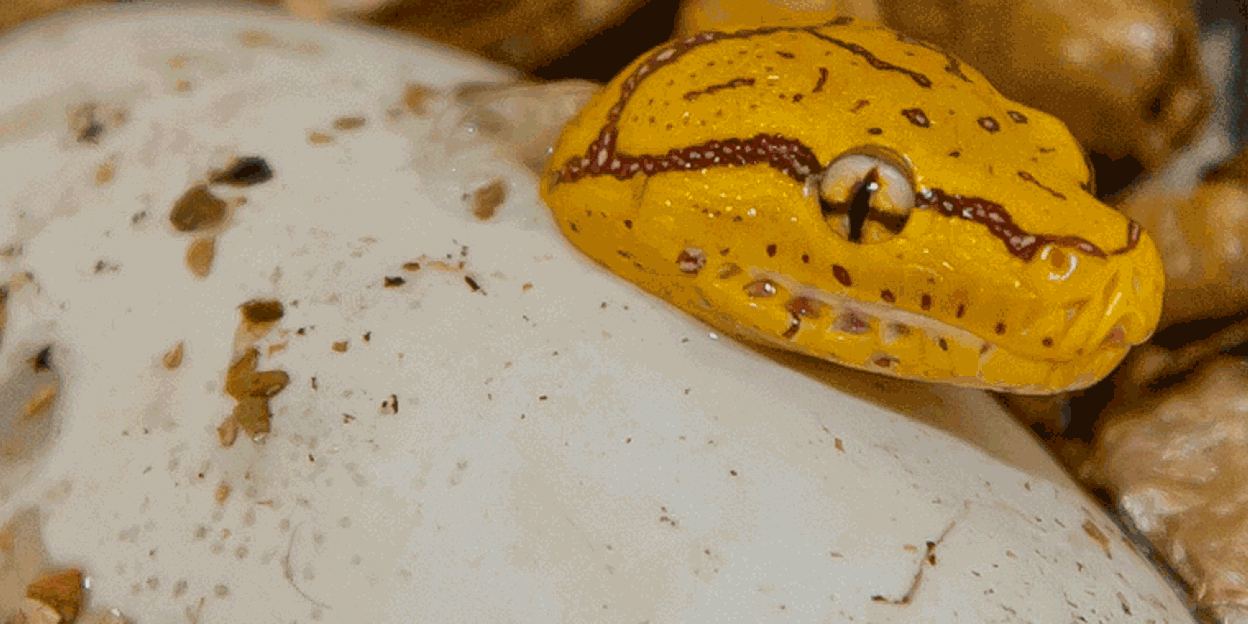 Groene boompython is geel | Burgers' Zoo in Arnhem