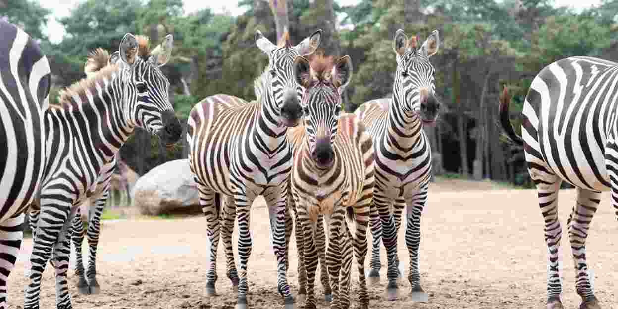 Camouflage bij dieren: het opgaan in de omgeving (Safari)