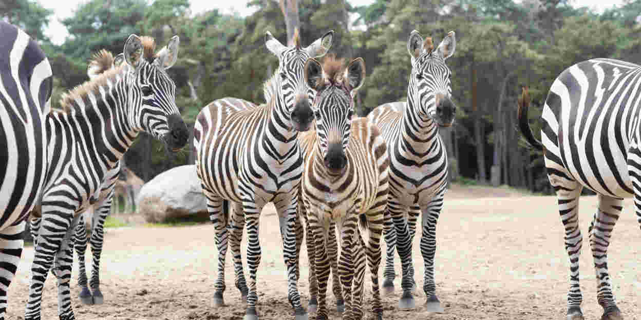 Dieren in de Nederlandse natuur Natuurmonumenten