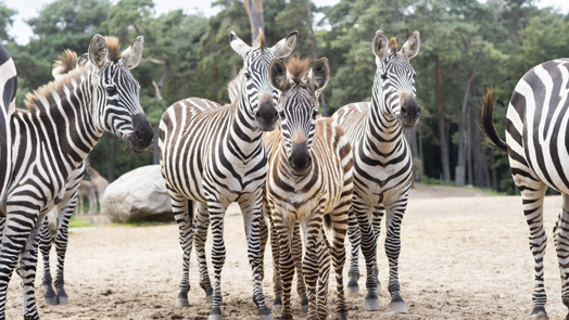 Camouflage bij dieren: het opgaan in de omgeving (Safari)