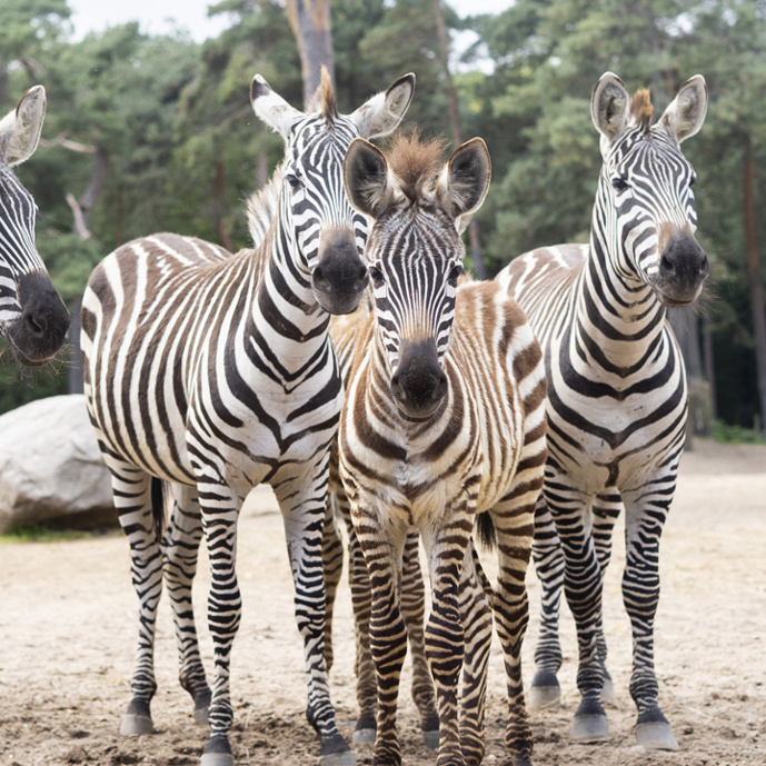 Camouflage bij dieren: het opgaan in de omgeving (Safari)