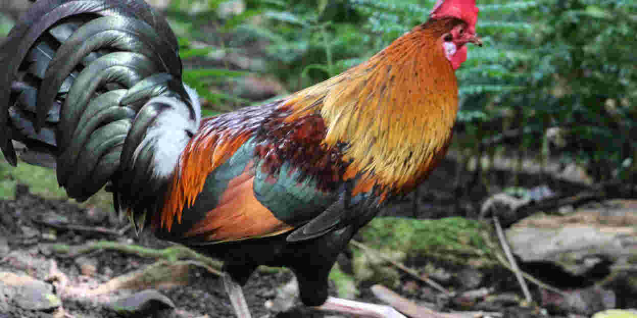 Burgers' Zoo is er als de kippen bij!
