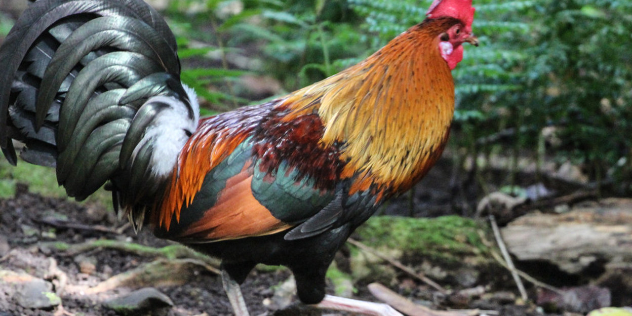 Burgers' Zoo is er als de kippen bij!