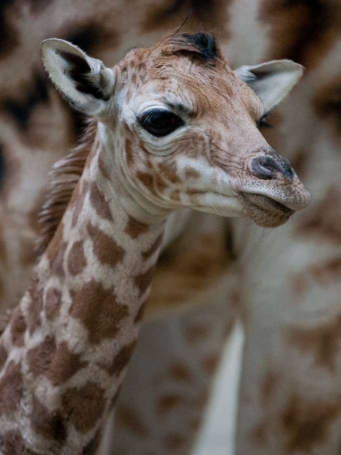 Rothschildgiraffe