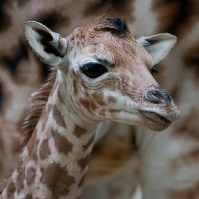 Over de voortplanting