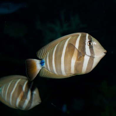 Bedreiging en bescherming