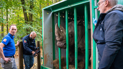  Daadkrachtige neushoorn verhuist naar België 