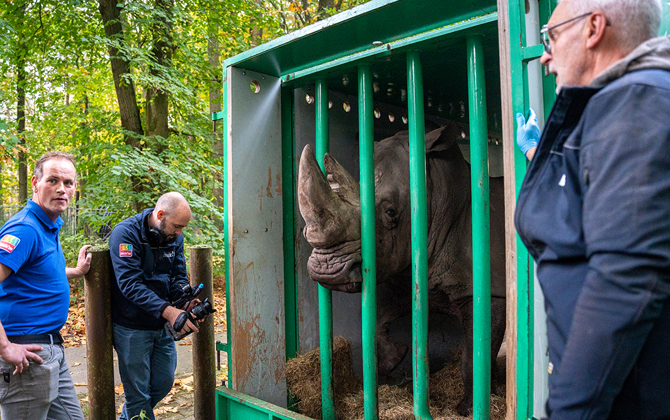  Daadkrachtige neushoorn verhuist naar België 