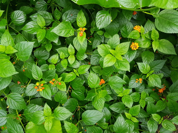 Gebruik door de mens 