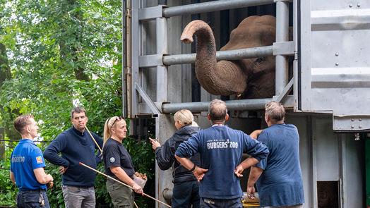 Burgers' Zoo ontvangt olifanten uit Belfast