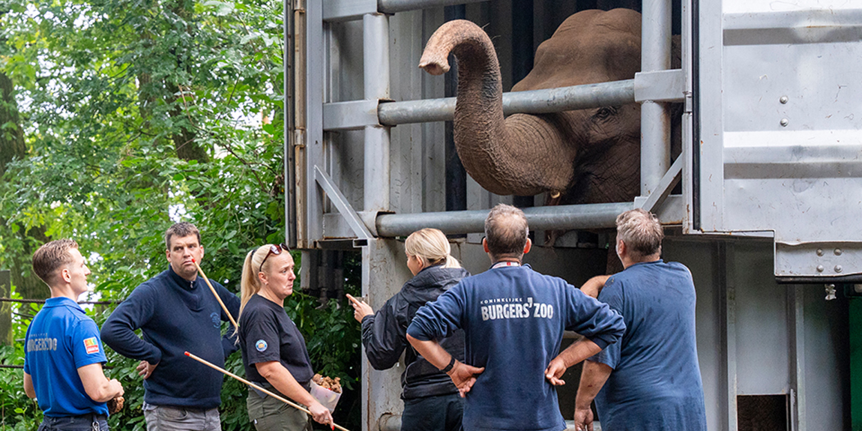 Burgers' Zoo ontvangt olifanten uit Belfast