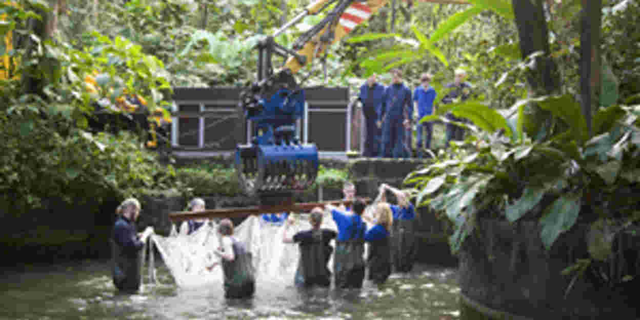 Mannetje Caribische zeekoe op transport naar Paris Zoo
