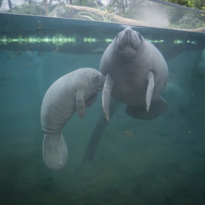 Kroost bij de zeekoeien