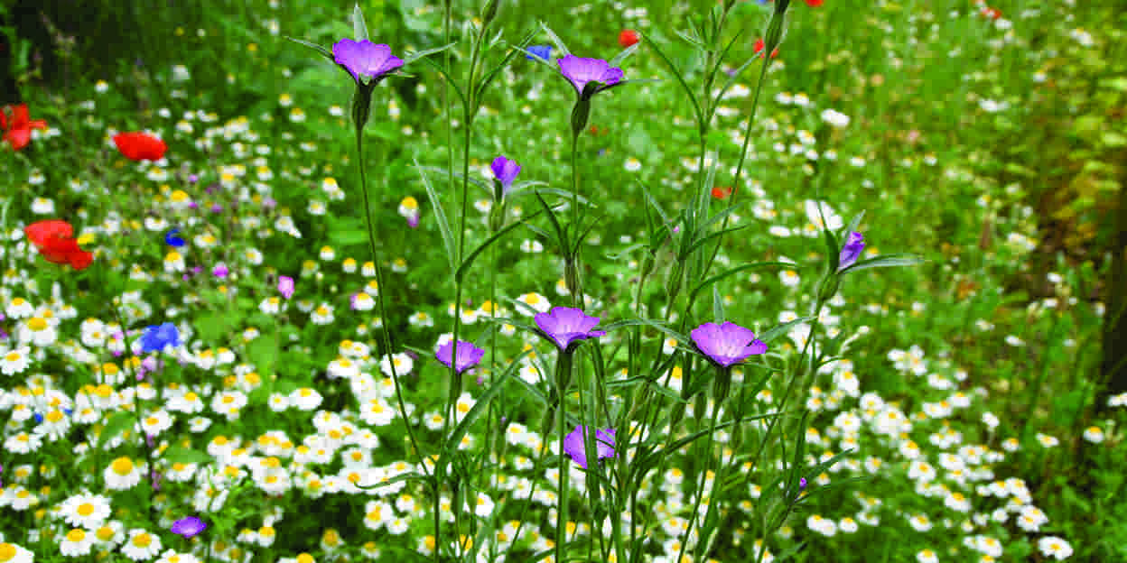 Biodiversiteit in de bloemenweides