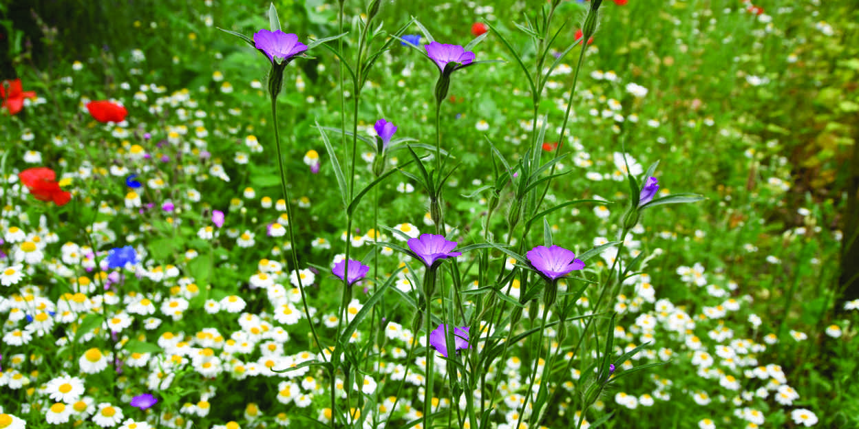 Biodiversiteit in de bloemenweides