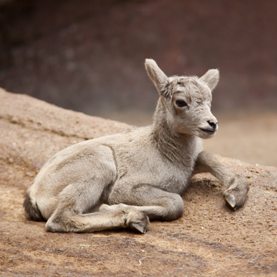 Over de voortplanting